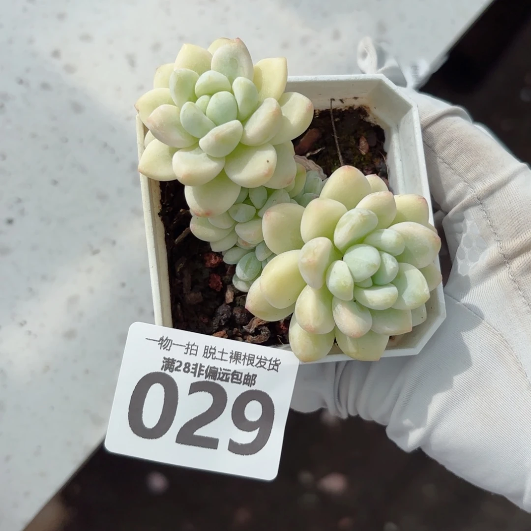 劳尔锦老桩无盆土发货