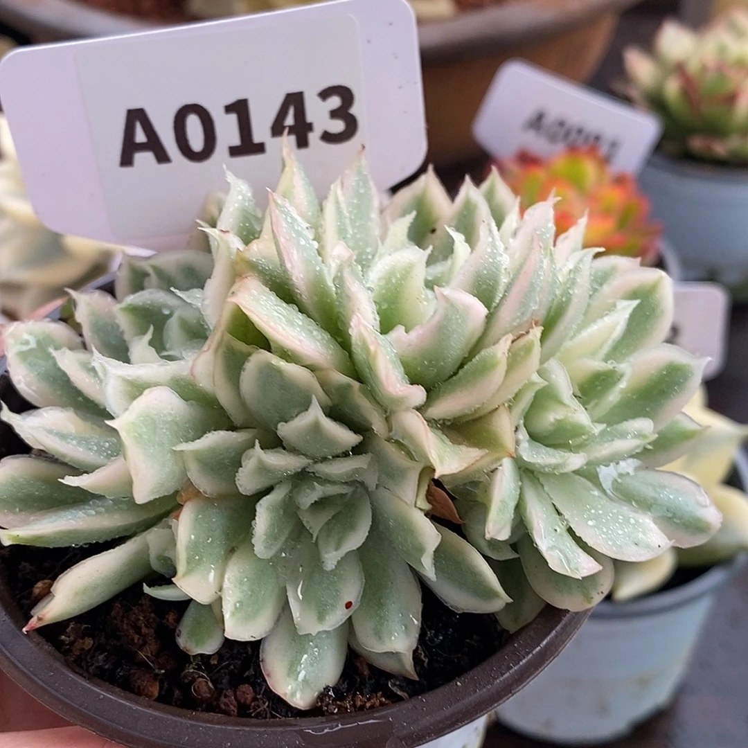 143群生紫蝴蝶hi哈哈