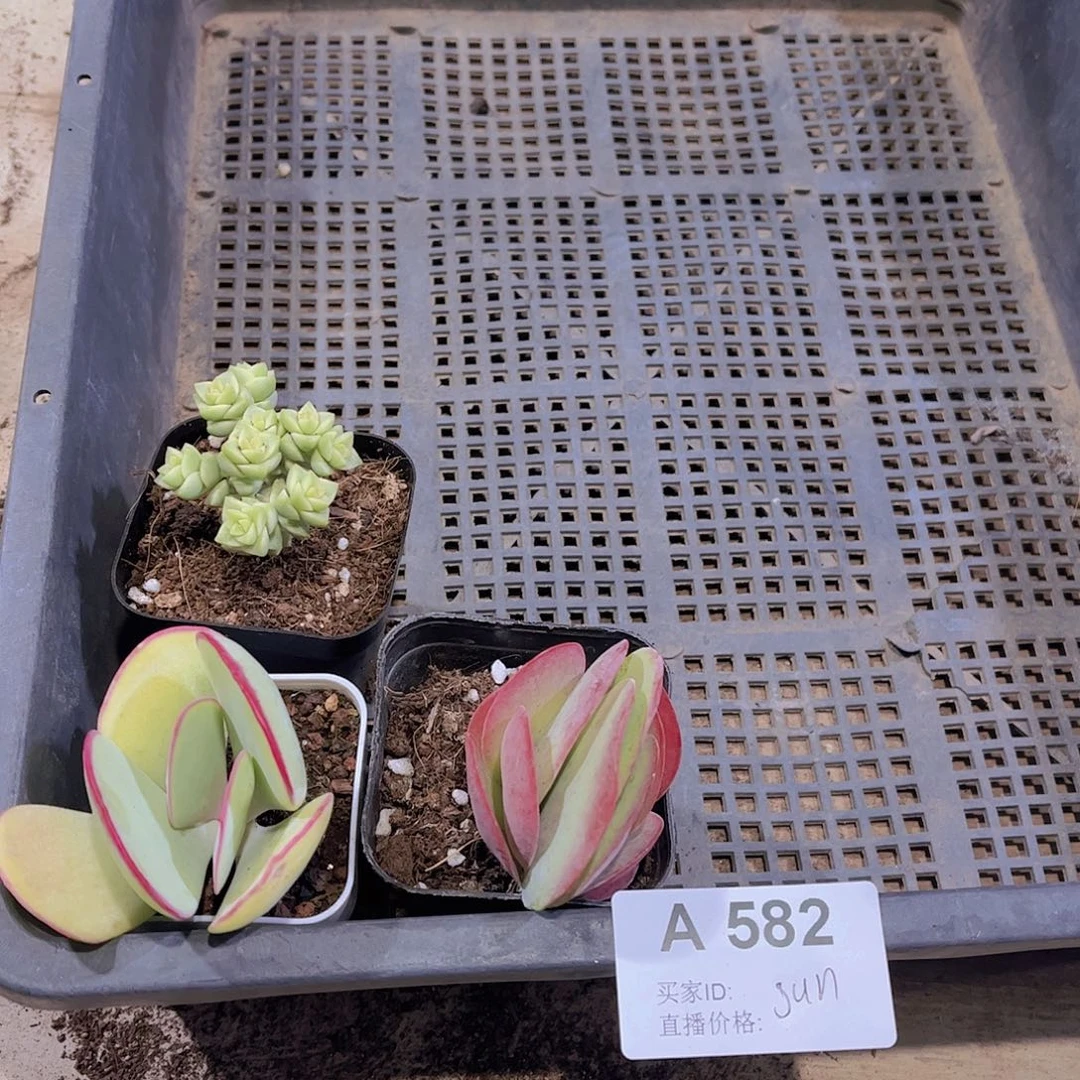 S****e多肉582多肉植物