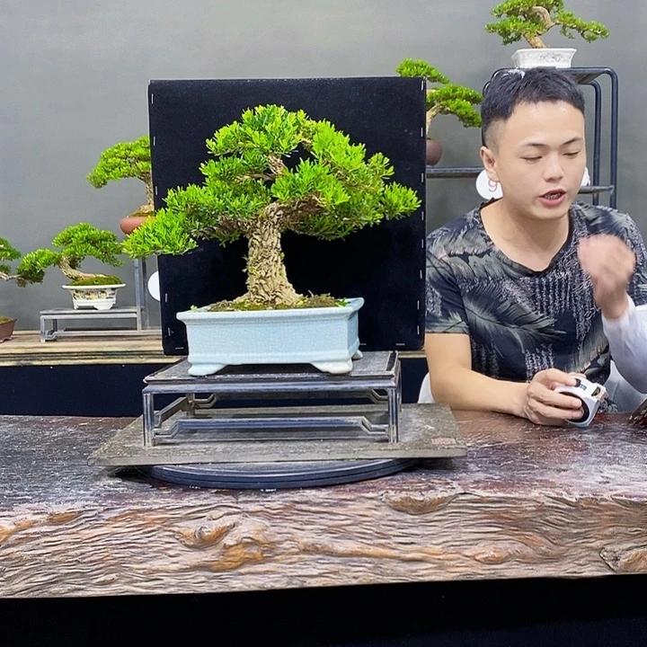无花朵黄杨盆景四季常青