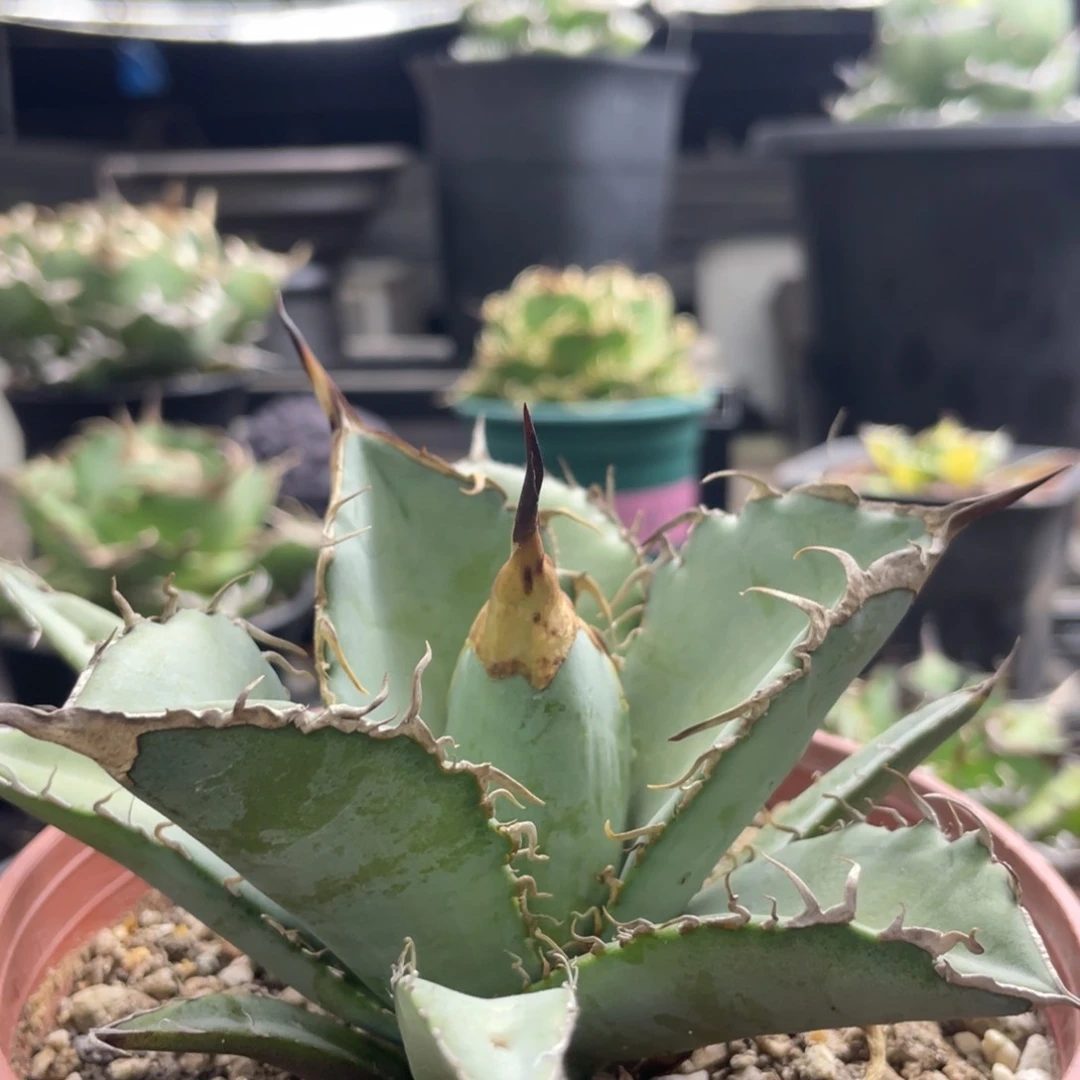 【闪购商品】大甲。