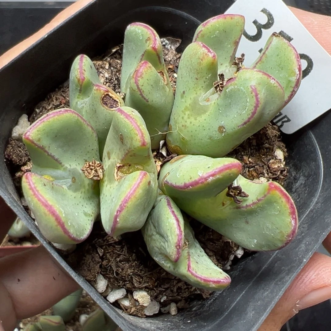 【闪购商品】319……