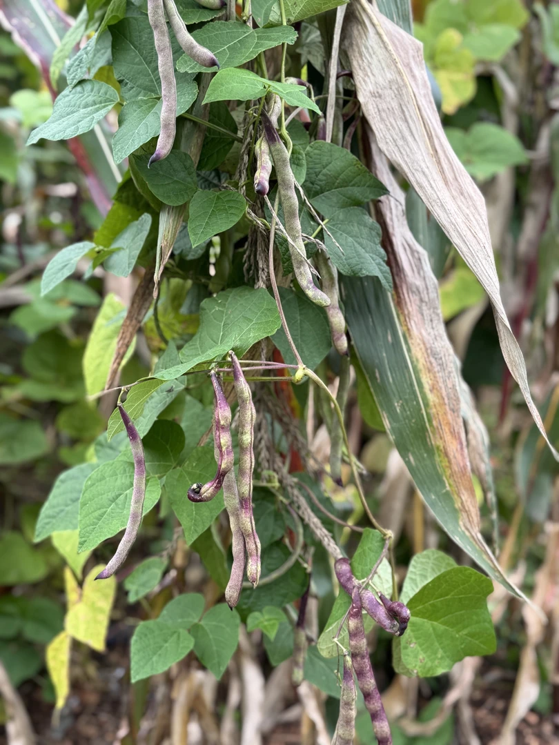 山东农家种植芸豆肉不换现摘现发新鲜蔬菜3斤装