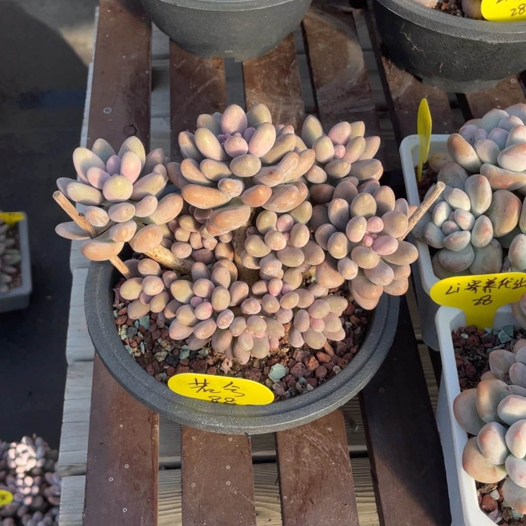 灬***灬桃花奶酪发货li寄养出88