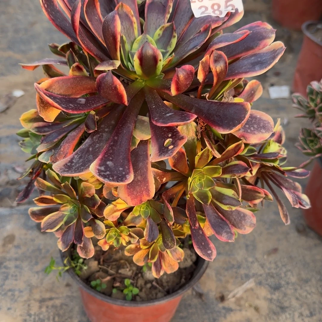 欧佳丽285满20包邮断枝不包