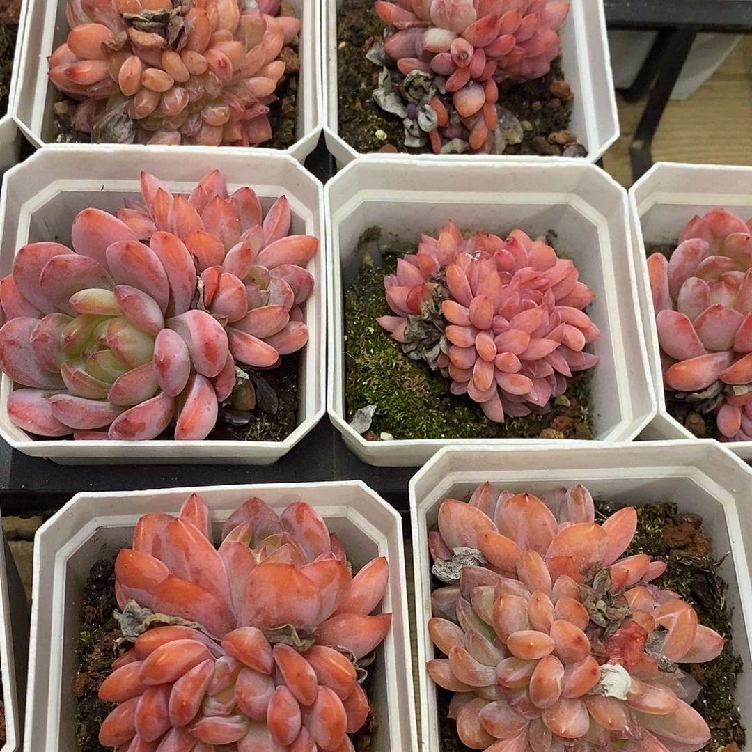 41。全明星缀化。福利多多