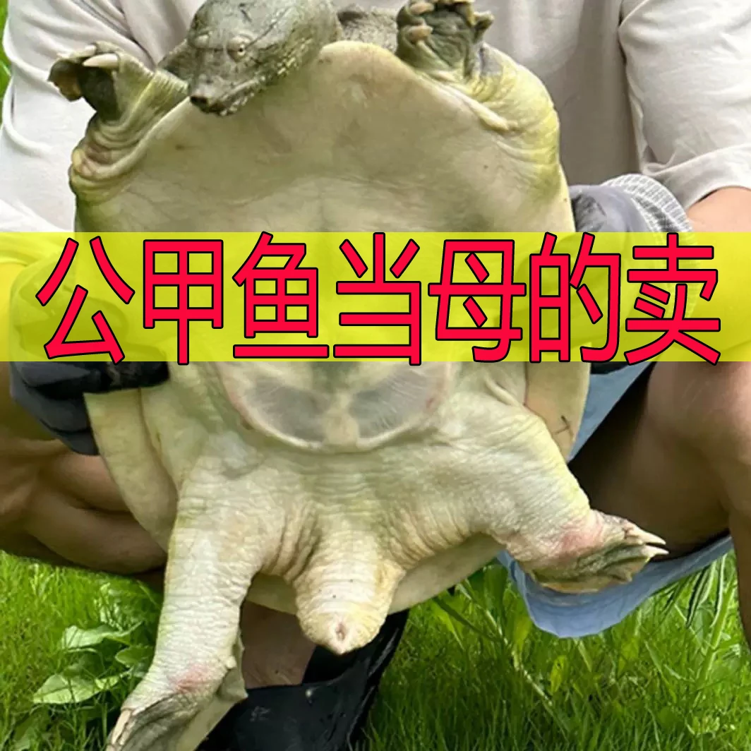 【公甲鱼当母的卖】鲜活公甲鱼外塘中华鳖青背水鱼生猛甲鱼包活到家