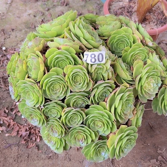 舞***，多肉植物一个撕拉碗