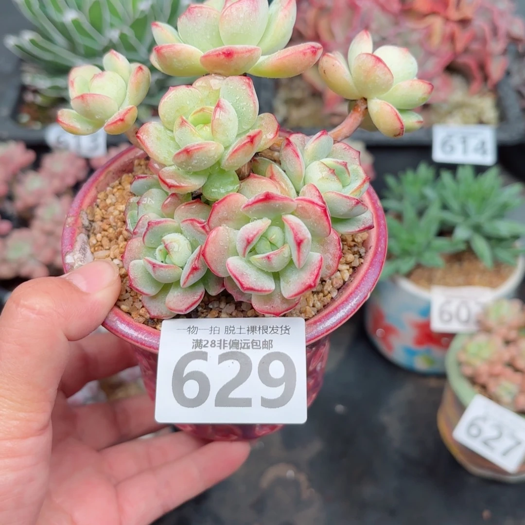 香水多肉无盆土发货