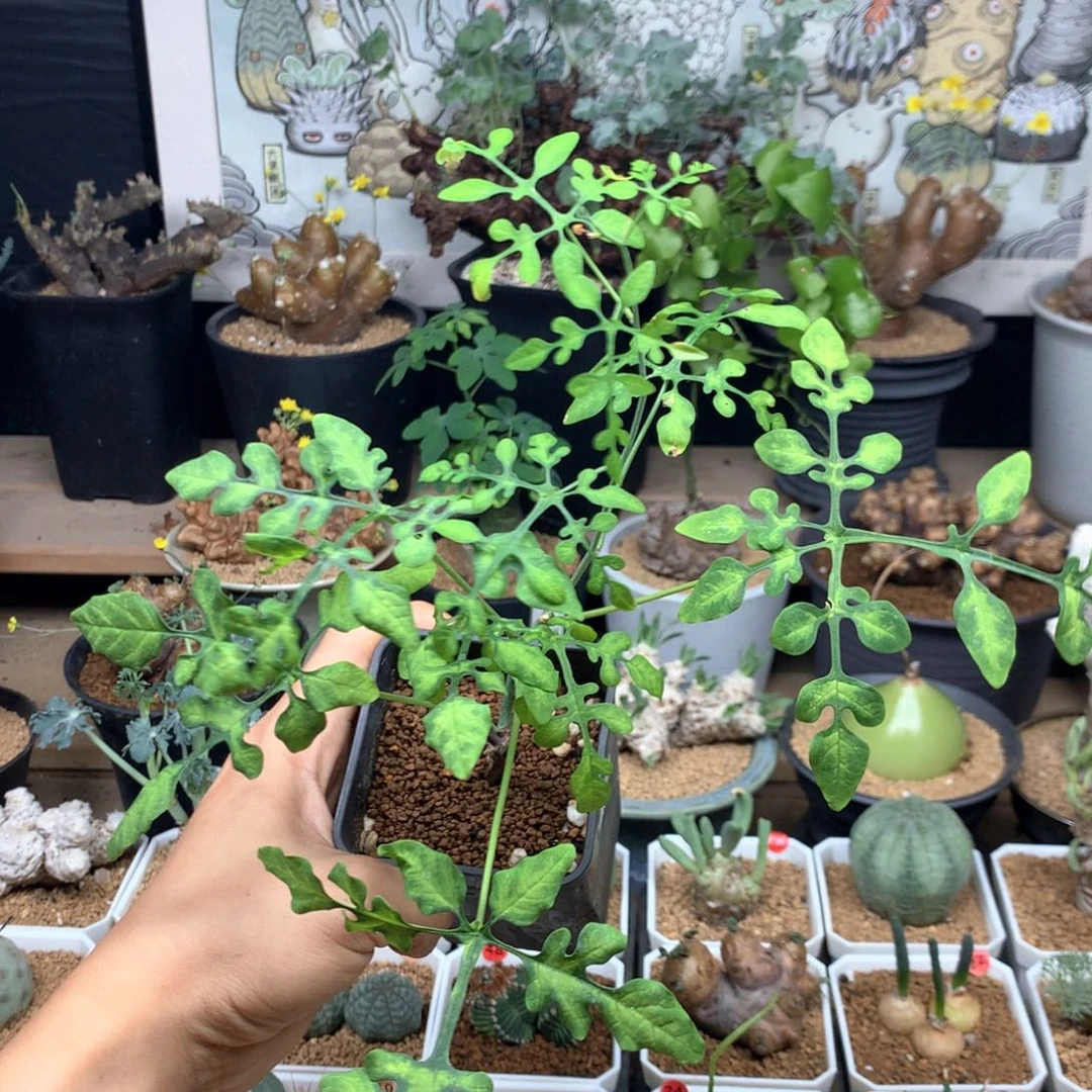 梦幻绿雪花西番莲带盆