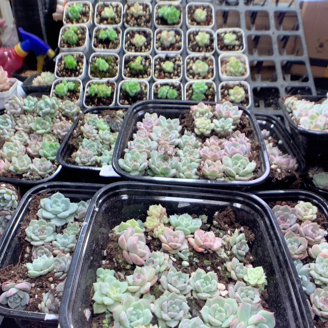 无花朵B10月英语英语英语