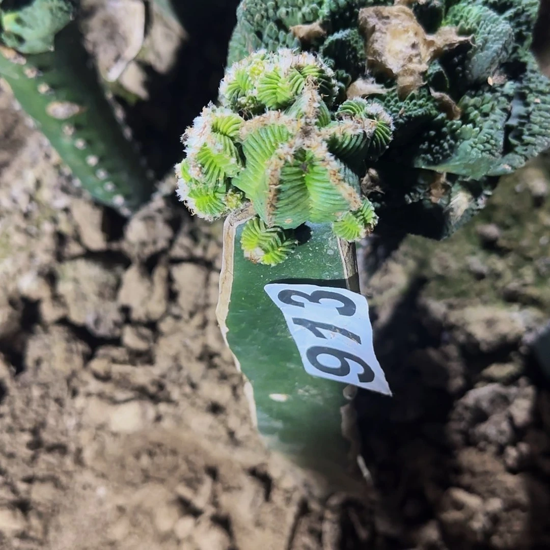 ?五星花龙群913仙人球