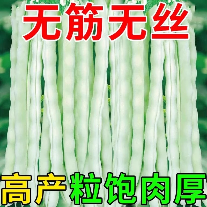 早熟四季豆白芸豆高产九粒白豆角架豆四季蔬菜种子