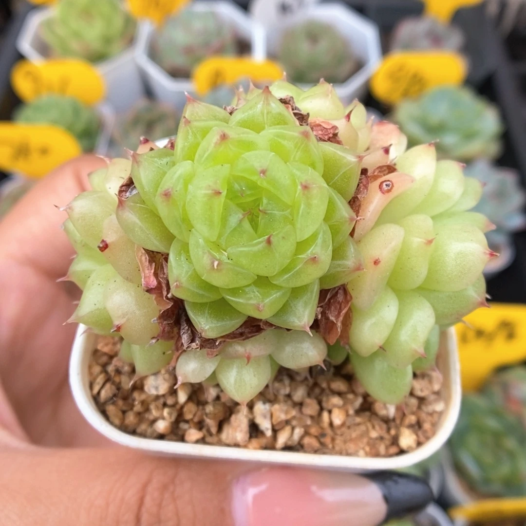 润玉珍妮895号。