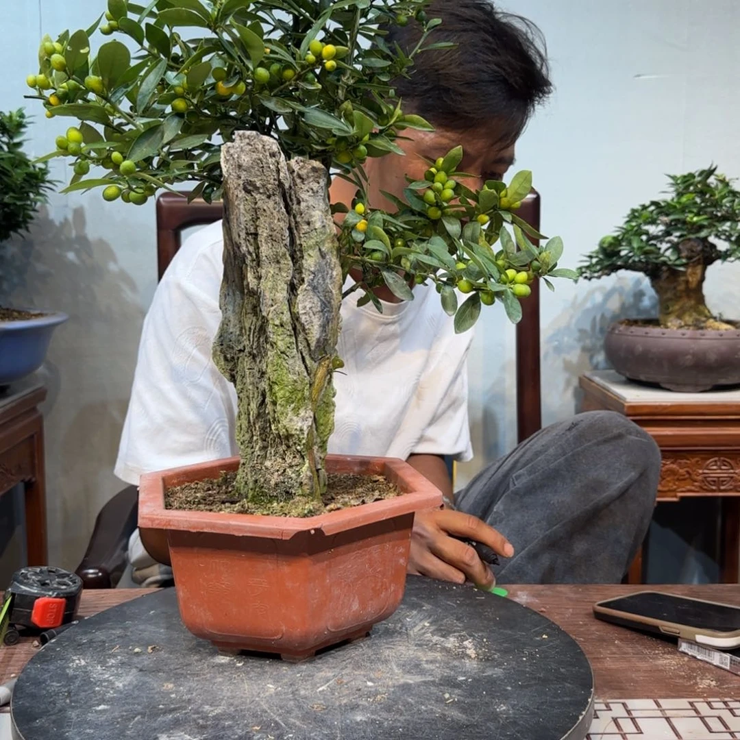 当前无花朵，栽培后可花朵用****3