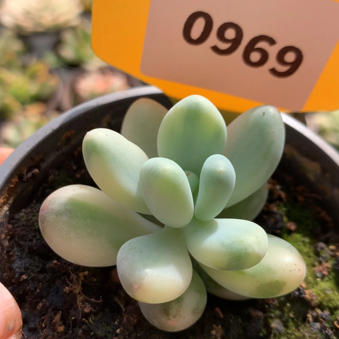 969奶酪化gggg哈哈哈