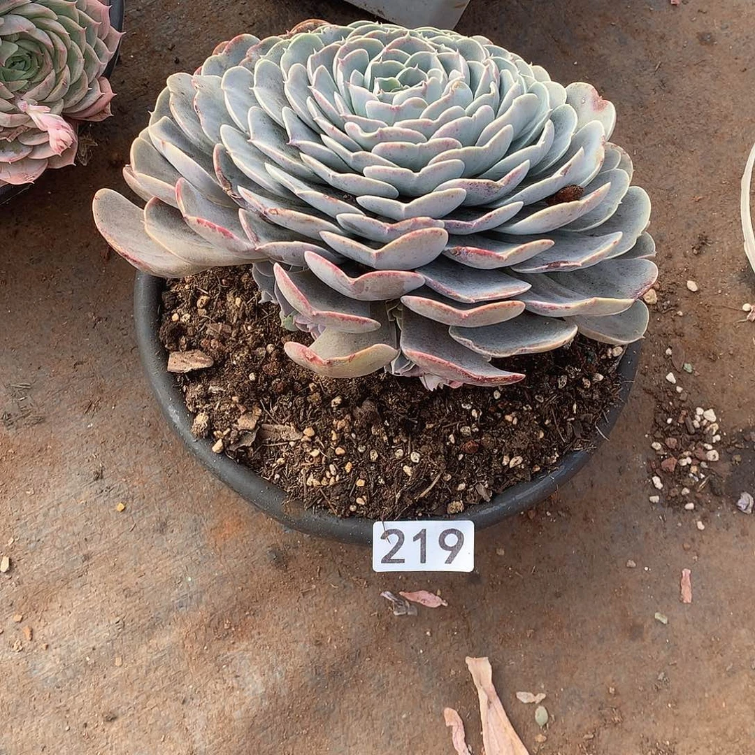 219 一物一拍多肉！