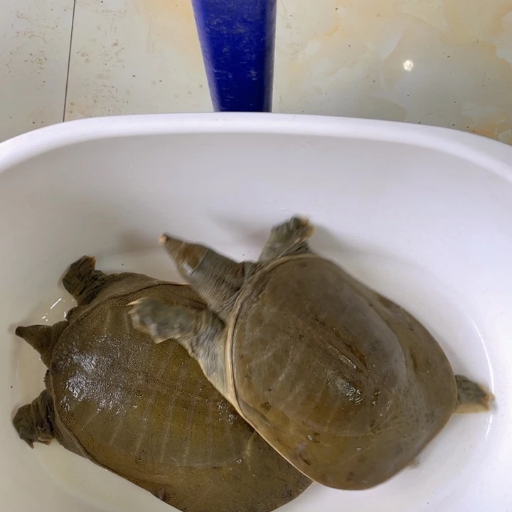 中国大陆开箱视频验货死了包陪