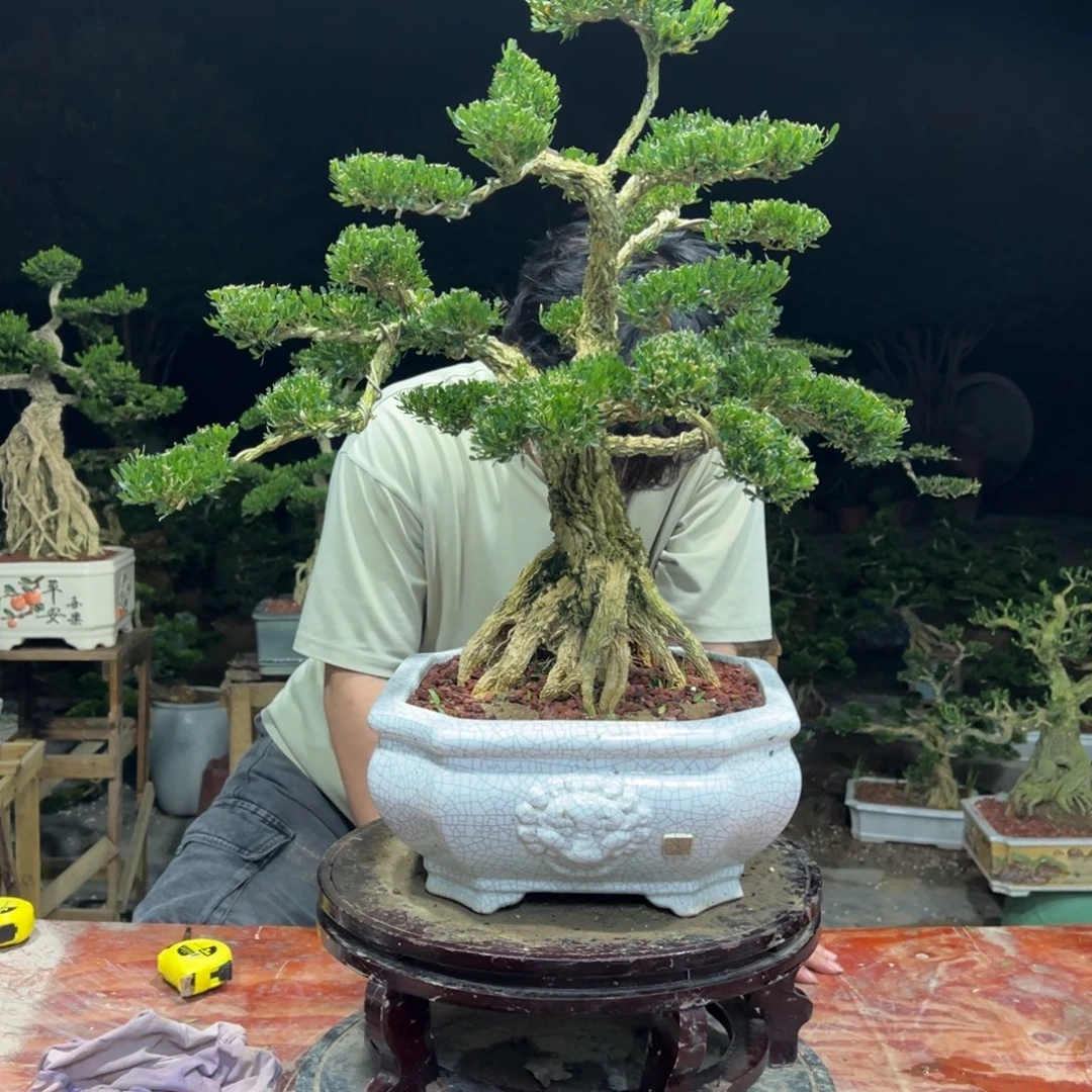无花朵广东皱皮雀舌黄杨