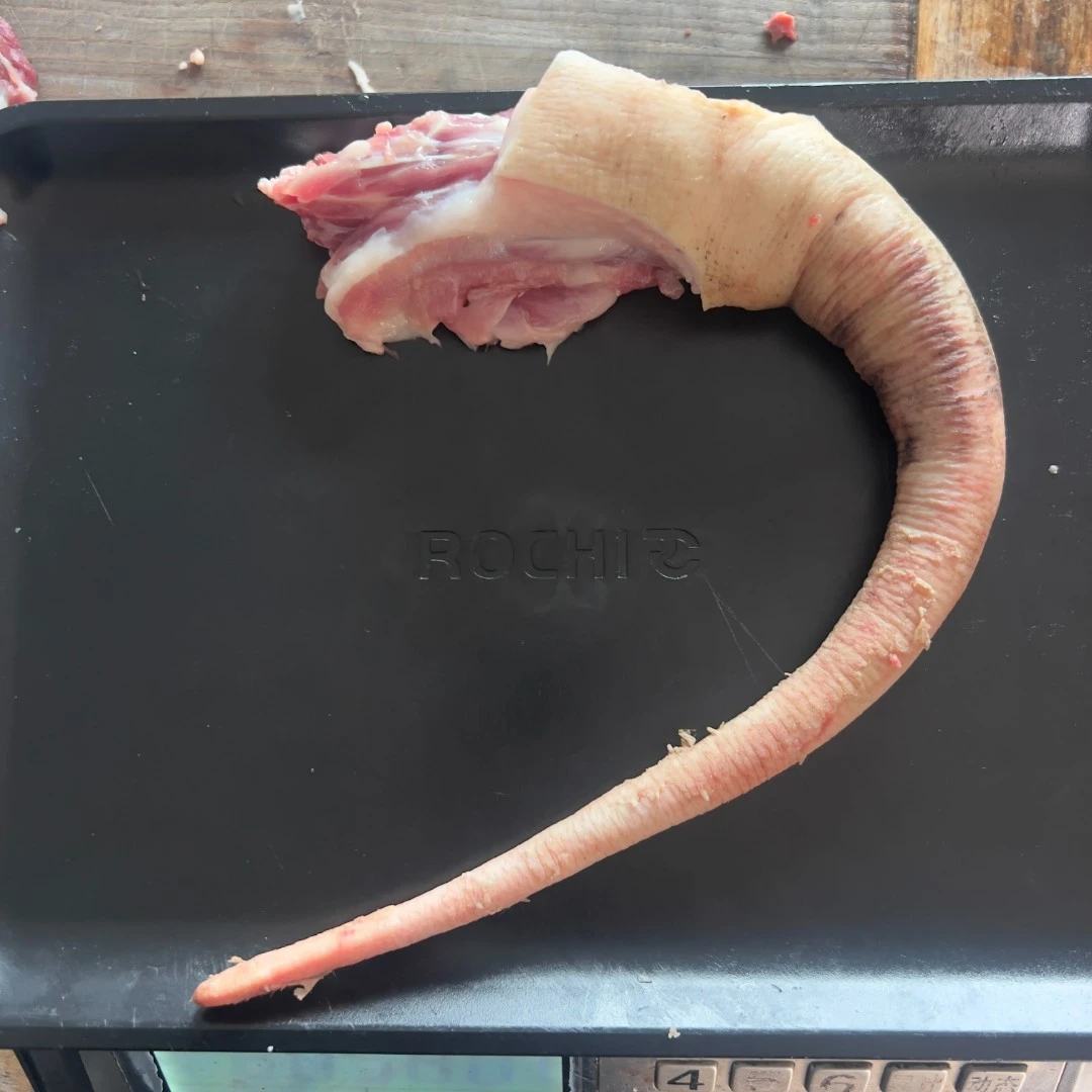 【猪尾巴】散养跑山猪  现场称重改价