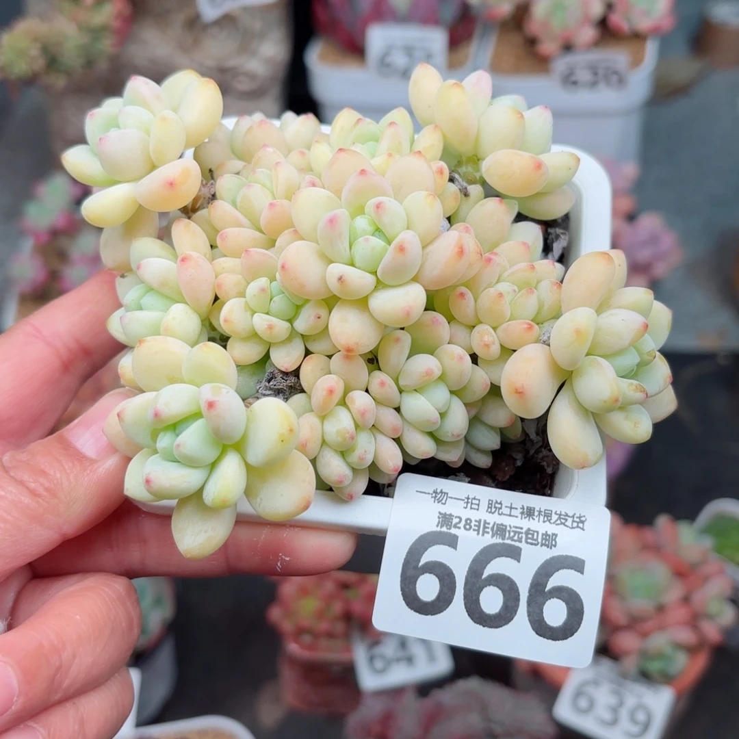 樱花罗绮无盆土发货