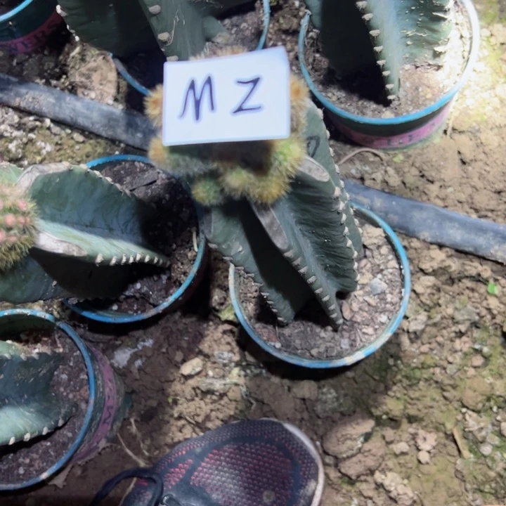 用****4M2量天尺嫁接四色金妞88