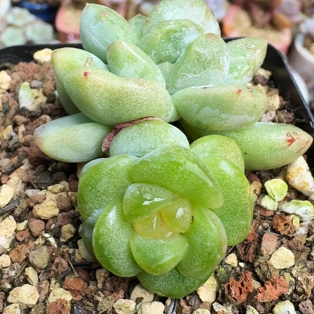 檚****?楚楚专拍冰玉石化群群