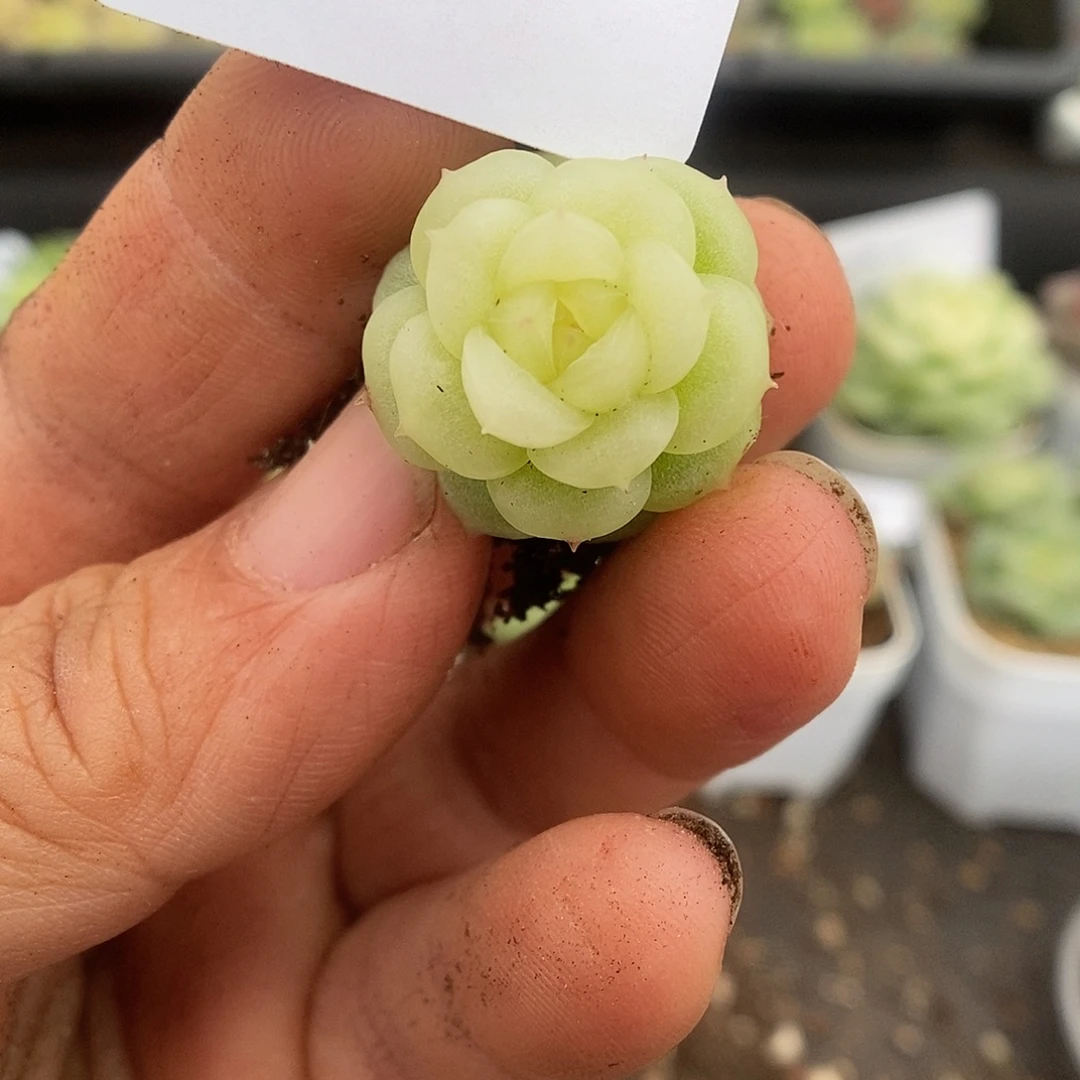 一物一拍一物一拍925-160