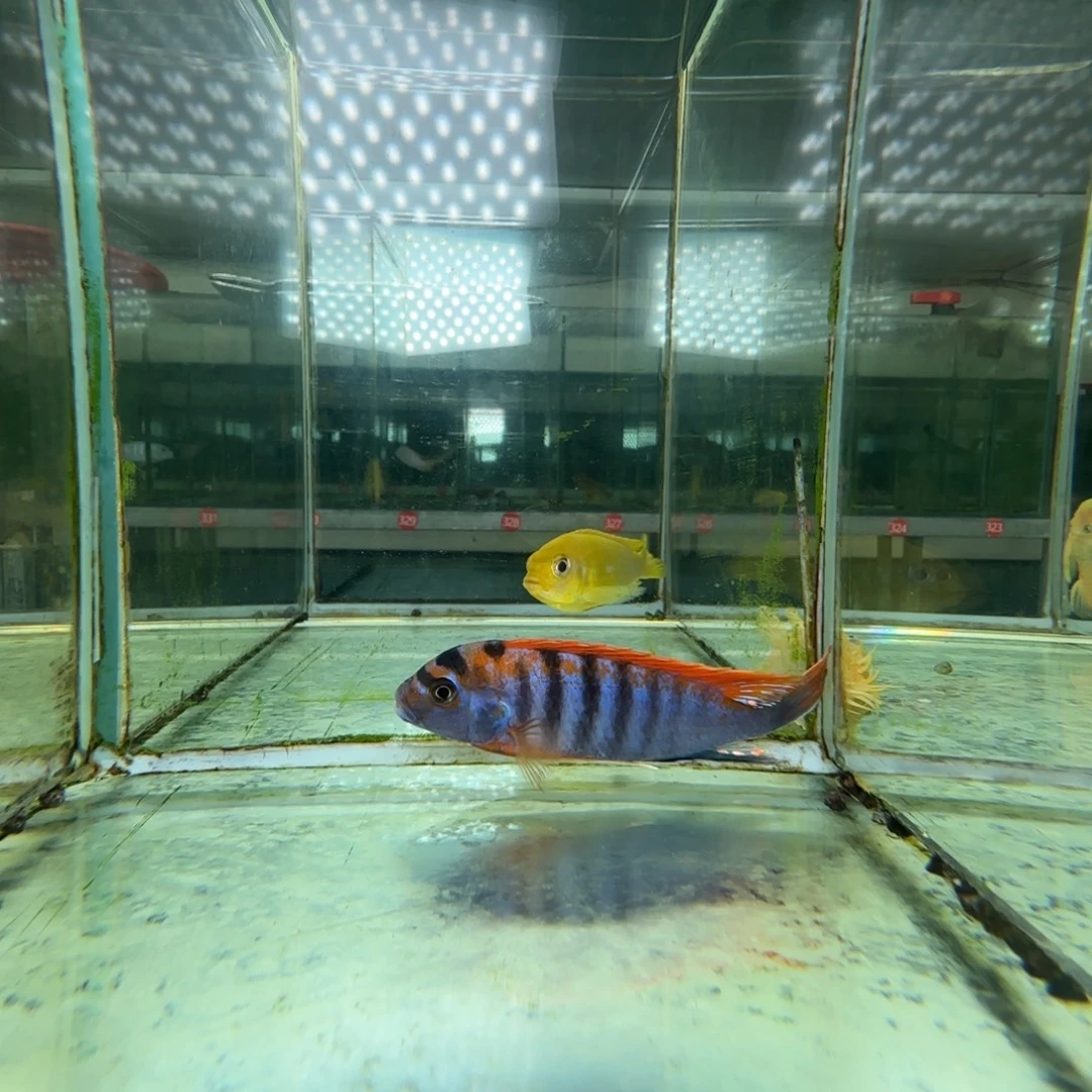 海水鱼288-超级红鸡8-9公分