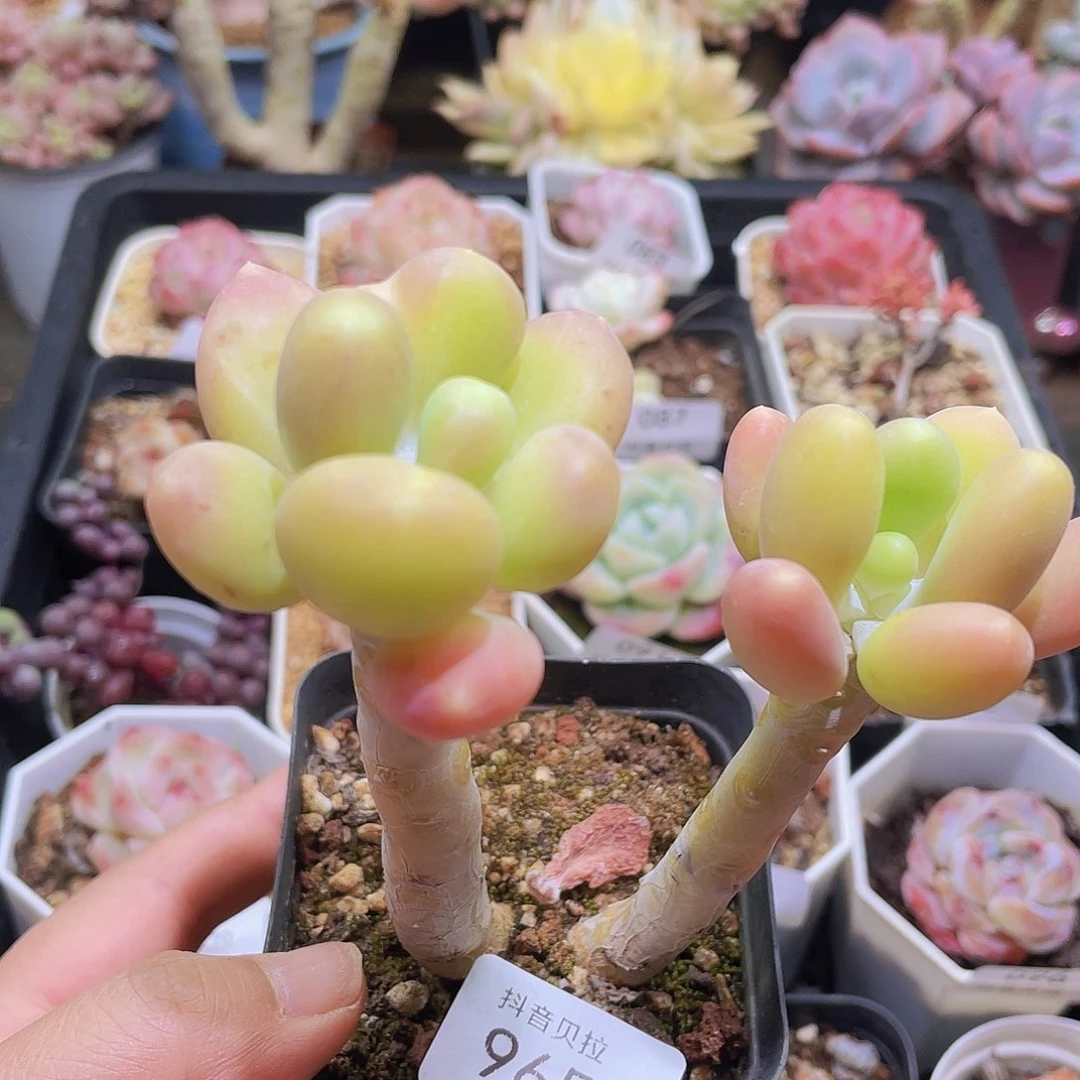 B****u965精品多肉一物一拍