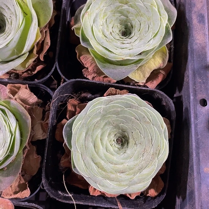 酒杯玫瑰2.8带盆土