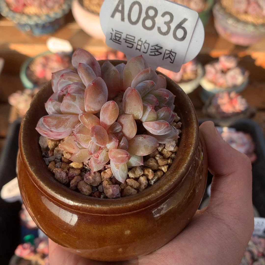 A0836 星影小群 朵朵 有砍 6.5cm