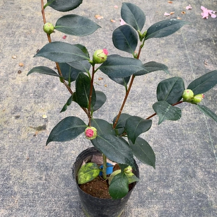 完全开放茶花水晶皇后