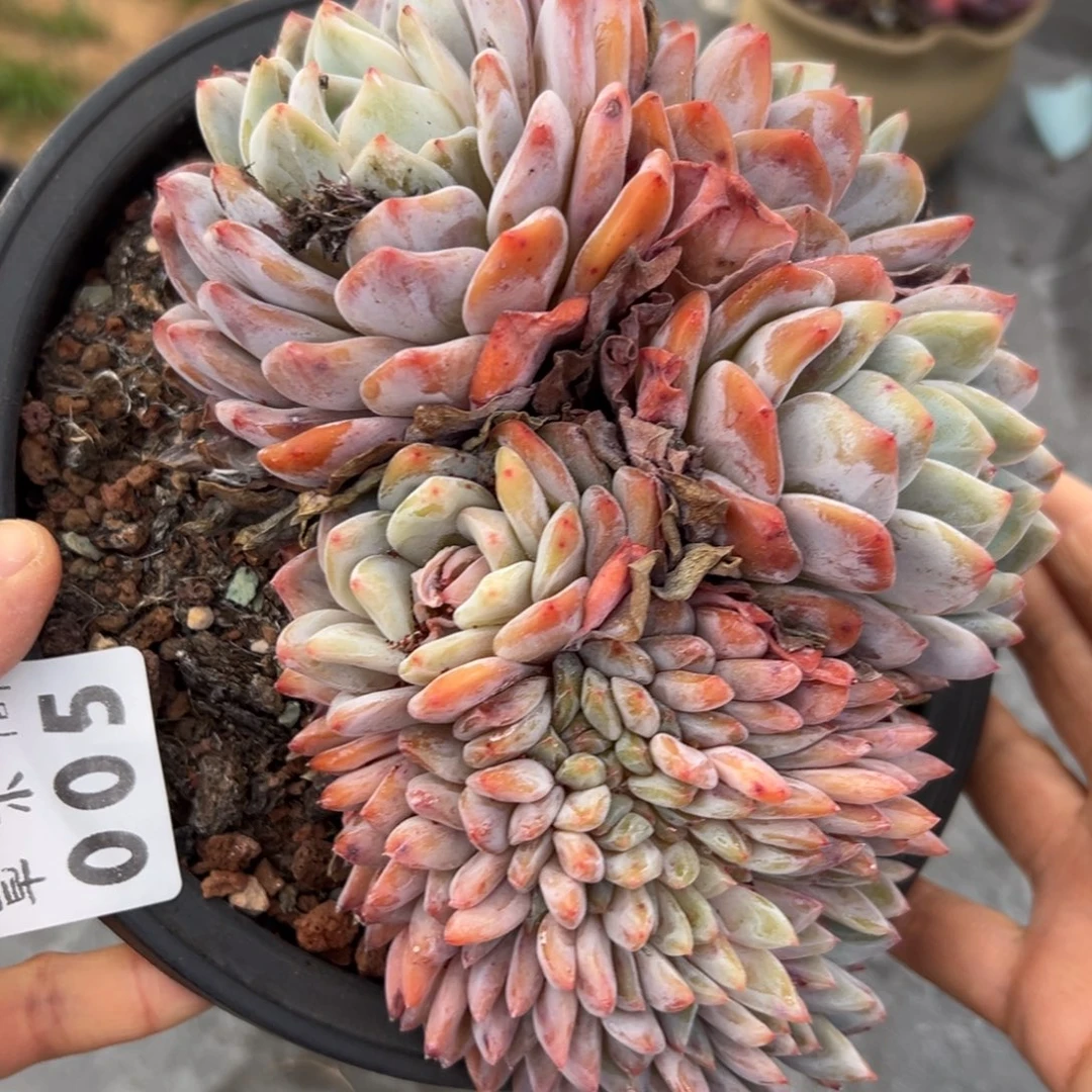 005、发发法国vv个