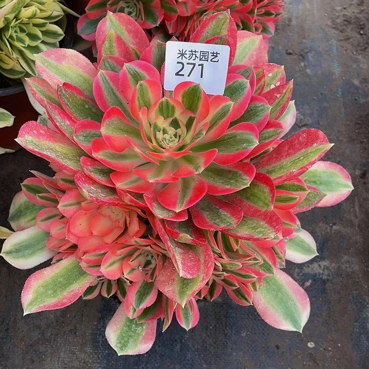 271多肉植物的生长