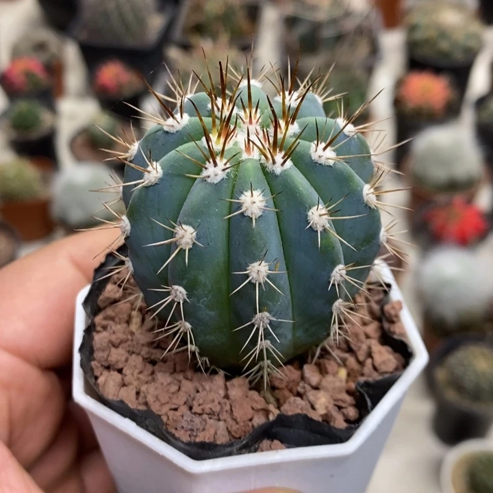 实生蓝云特价福利包邮2