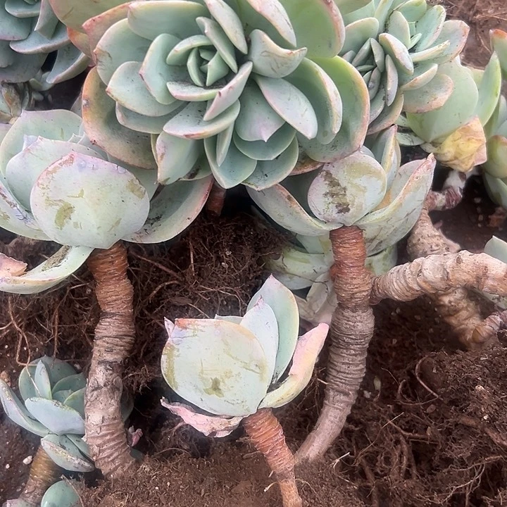 白凤老桩。