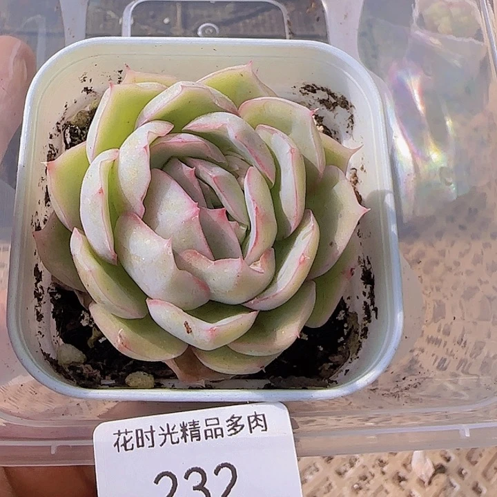 岚***1花时光精品多肉232