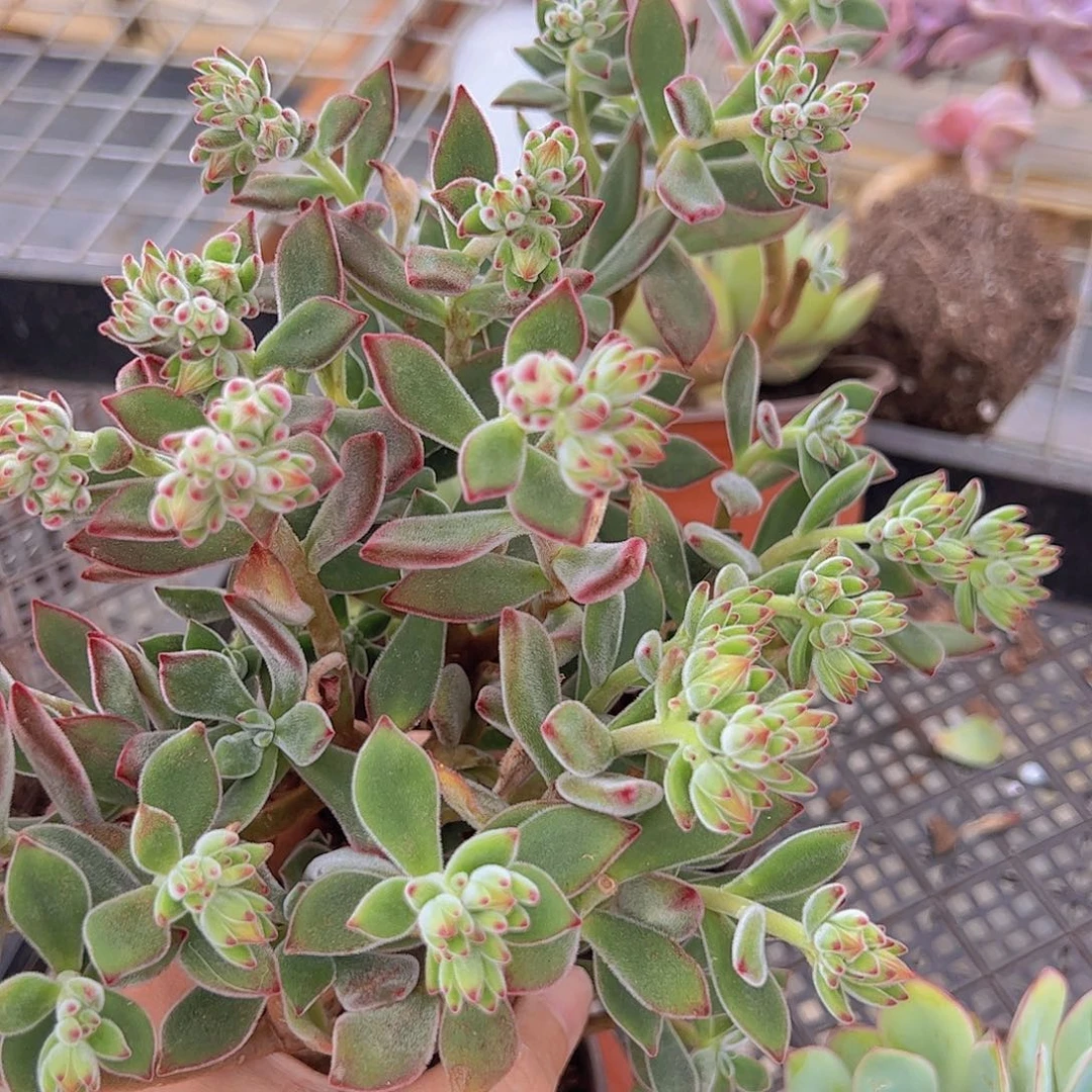 红兔儿多头群生精控二盆