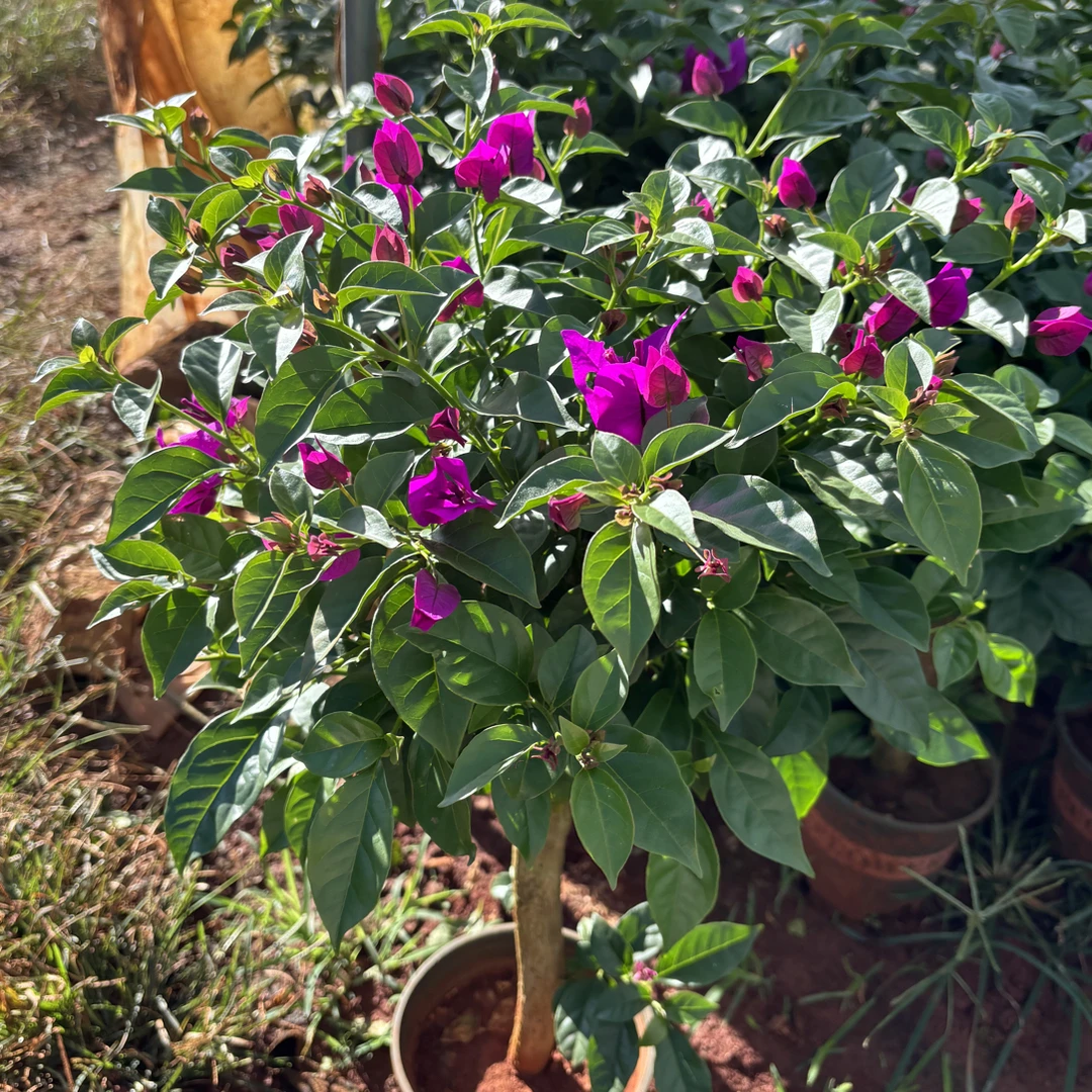 三角梅盆栽四季开花耐热室内外种植佳品（一物一拍）