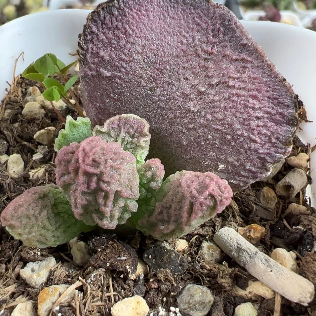 实生新品大苗多肉植物水泡