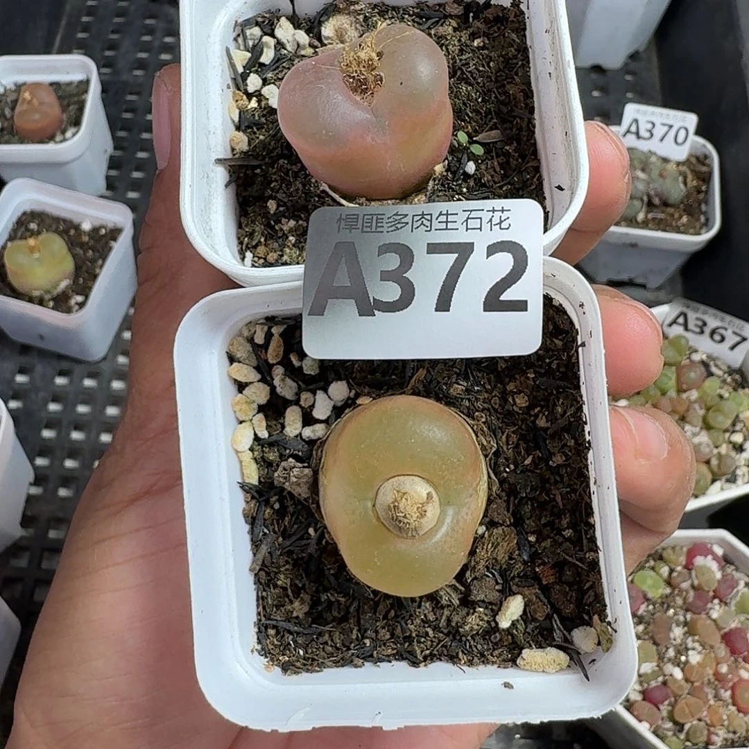 472多肉植物多肉植物