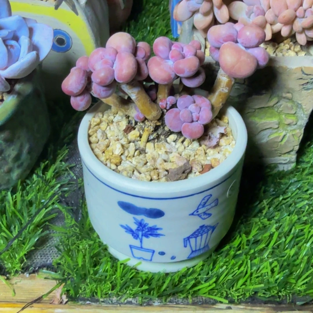 一***d困困腰子蛋多肉一颗