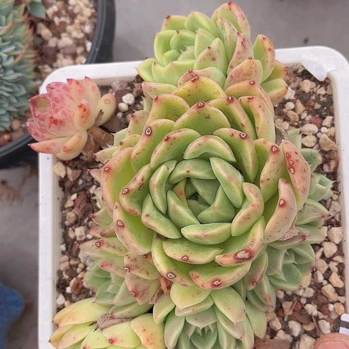 珍妮2759多肉植物