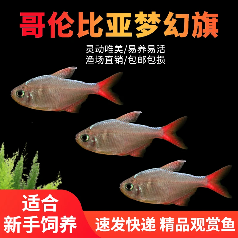 扯旗鱼哥伦比亚梦幻旗鱼热带鱼观赏鱼淡水新手好养易活草缸群游
