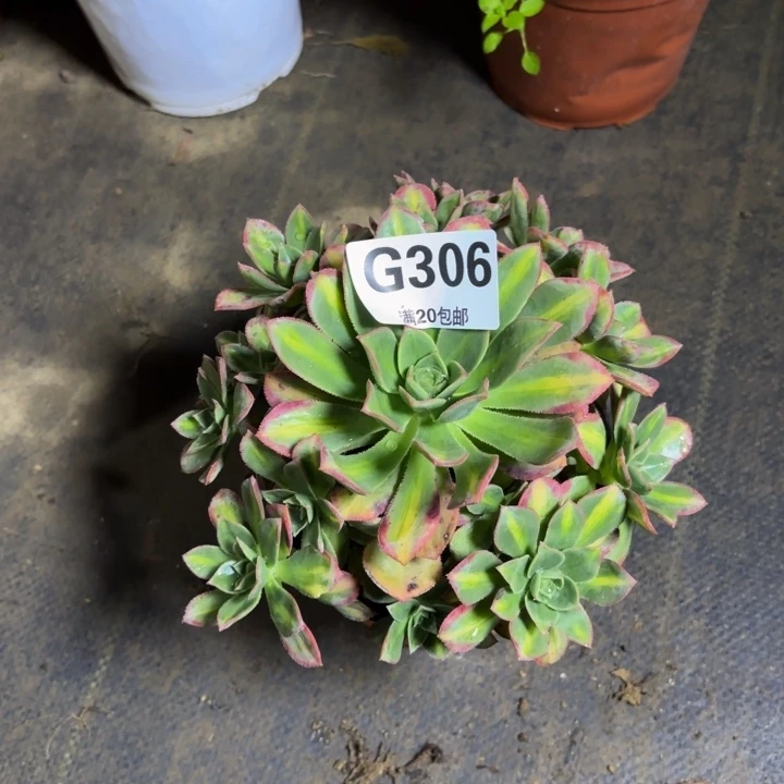 瑞妈，，。。。。306星辰，