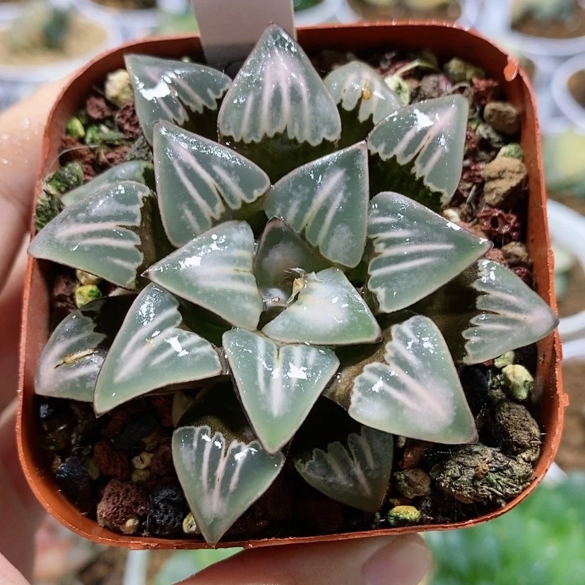 【闪购商品】18雾之喷泉