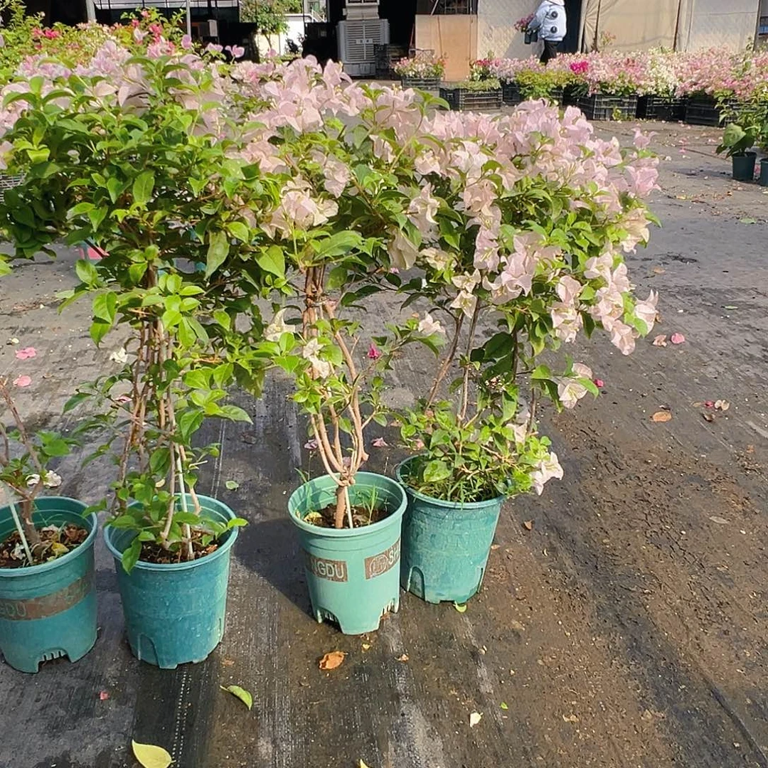 大部分花苞少量开放苹果花带竹一颗