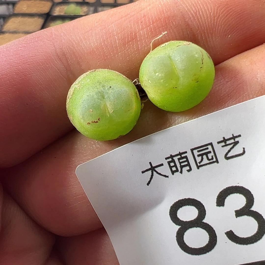 0000一物一拍。  83