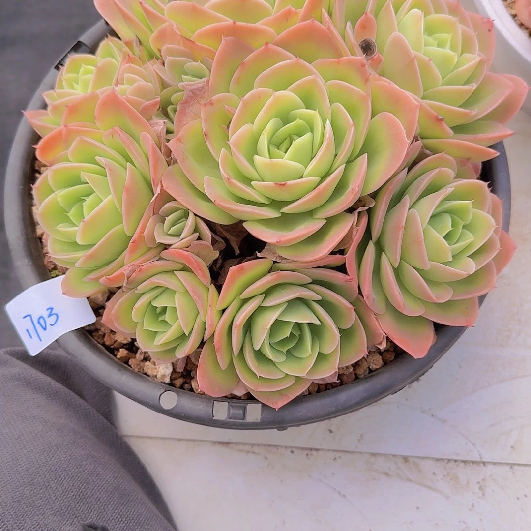 1703星那塔多肉植物